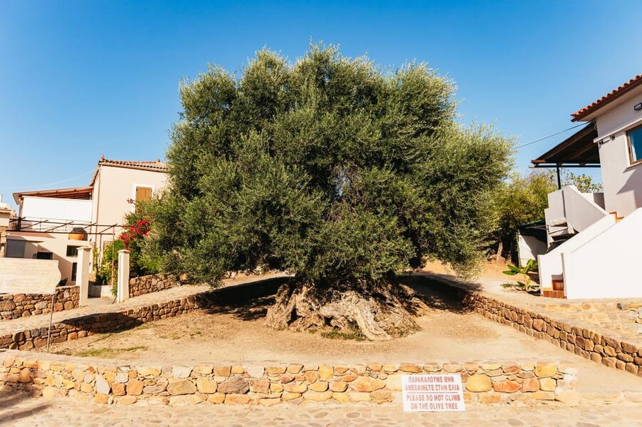 From Chania: Elafonisi and Falasarna Guided Tour with Snacks - Vouves and the Oldest Olive Tree: A Cretan Stop That Actually Feels Like Part of the Story