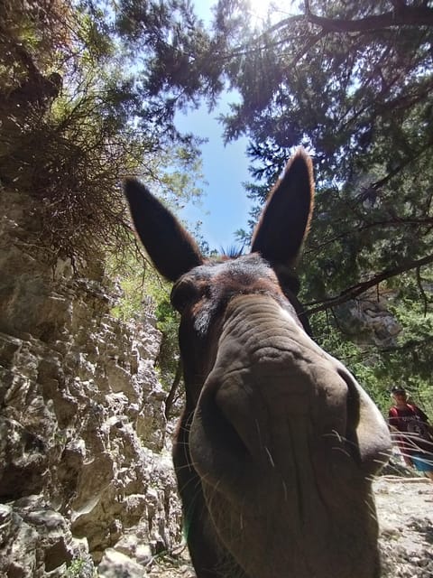 From Chania: Guided Tour to Loutro (Boat tickets Included) - Guides Make the Difference: Nicole, Athina, and Konstantinos