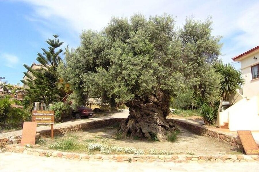 From Chania: Olive Oil, Wine, Cheese & Honey Tasting Tour - Pnevmatikakis Winery and the wine tasting style