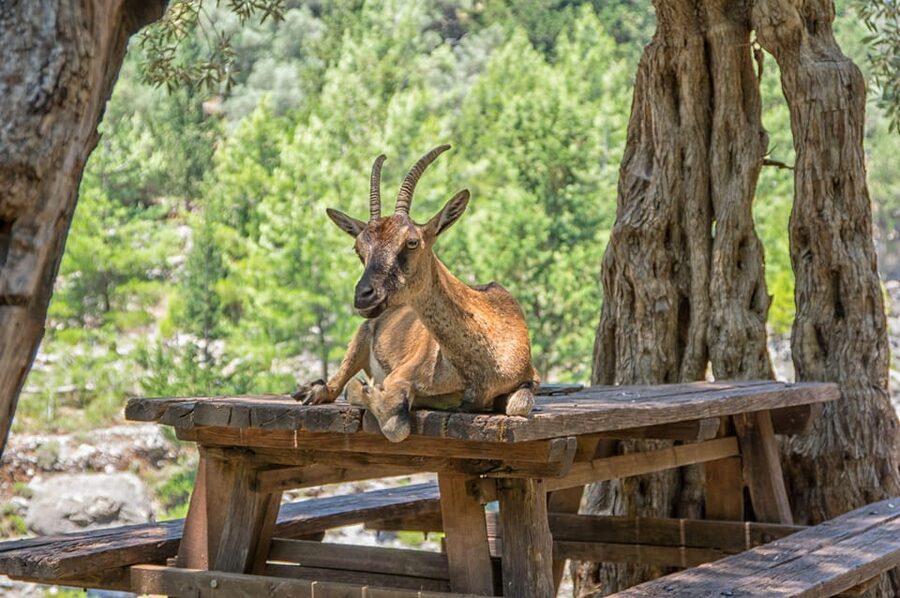 From Chania: Samaria Gorge with Professional Hiking Guide - Quick hits before you go