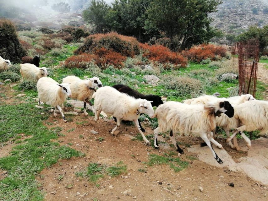 From Chania: White Mountains Land Rover Safari - Rocky roads and 1,350 meters of panoramic payoff