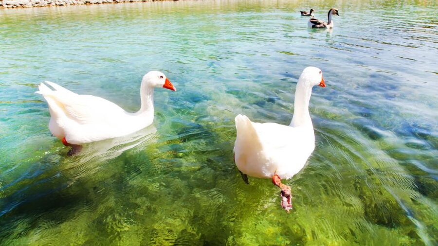 From Heraklion: Chania Town, Kournas Lake, and Rethymno Tour - Should You Book This Chania, Kournas Lake, and Rethymno Tour?