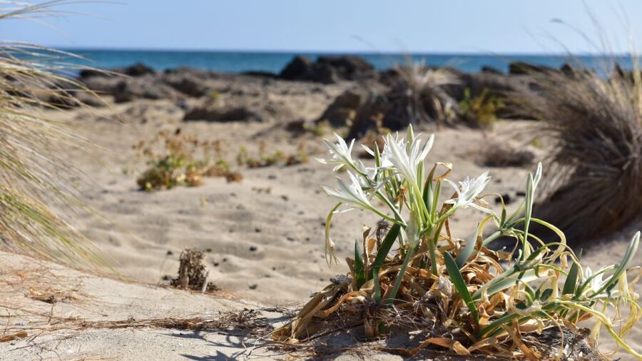 From Heraklion: Elafonisi Beach Day Tour with Pickup - Beach Time: Swimming, Snorkeling, and the Snack Bar Reality