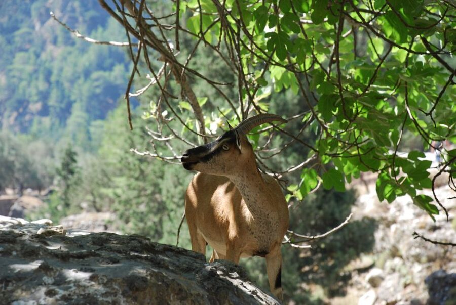 From Heraklion: Imbros Gorge and Libyan Sea Guided Day Trip - Key things I’d plan around before you go