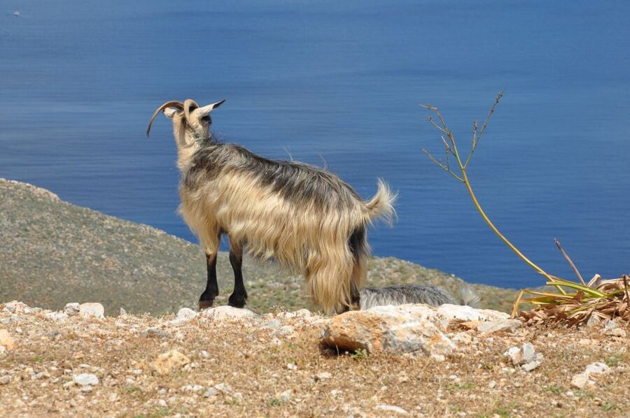 From Rethymno: Agios Nikolaos and Spinaloga Tour - Price Breakdown, What You Pay Extra, and Value