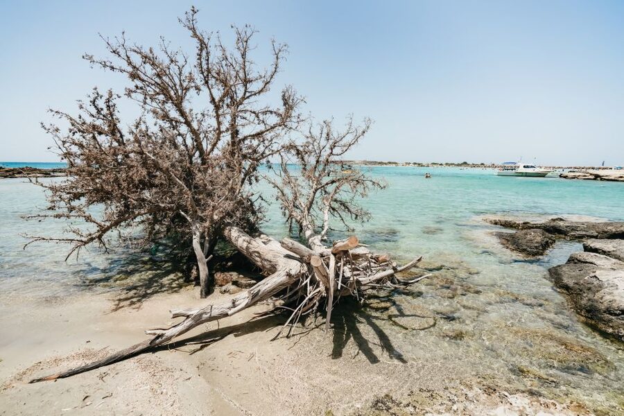 From Rethymno/Kavros: Elafonissi Pink Sand Beach Tour - Guide and language schedule, and why it matters on this trip