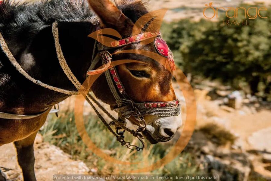 Full-Day Tour:Lasithi Plateau -Mythology Park&Knossos Palace - Key takeaways before you go