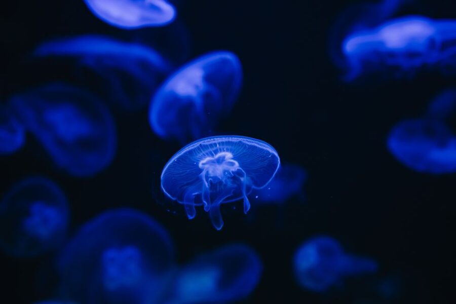 Heraklion Area: CRETAquarium Admission Ticket - CRETAquarium in Heraklion: what you are really paying for
