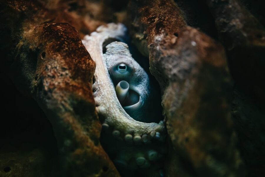 Heraklion Area: CRETAquarium Admission Ticket - Your 1-day visit route: entering, walking, and pacing yourself