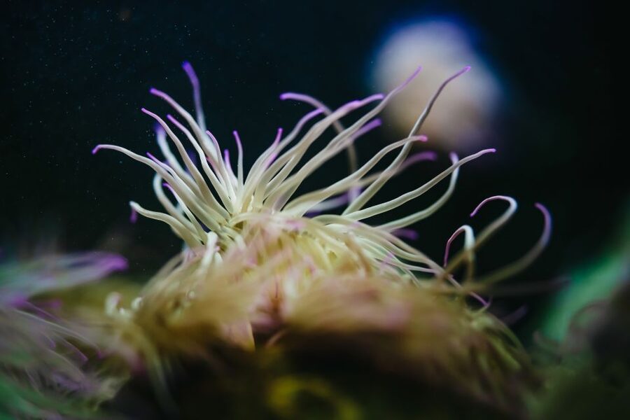 Heraklion Area: CRETAquarium Admission Ticket - Jellyfish and shallow open-topped tanks: the best place to slow down