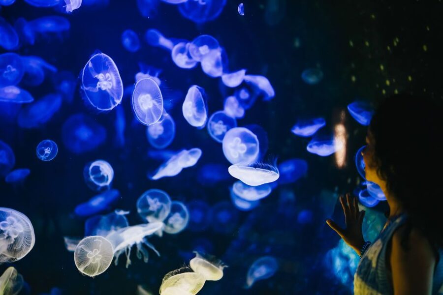 Heraklion Area: CRETAquarium Admission Ticket - The THALASSOKOSMOS and HCMR connection: why this aquarium feels more serious