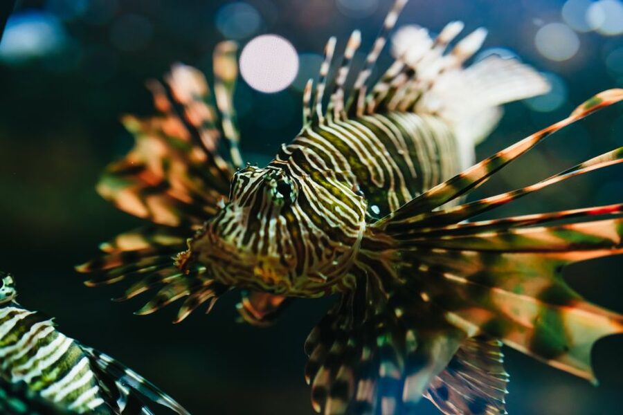 Heraklion Area: CRETAquarium Admission Ticket - Getting there from Heraklion and the nearby resort towns