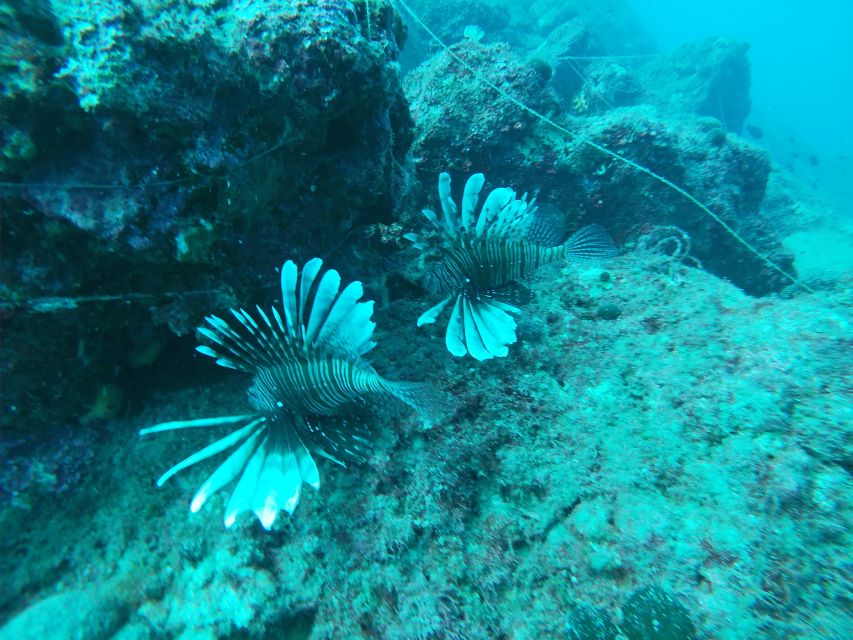 Heraklion: Beginner-Friendly Snorkeling Trip - Who Should Book, and Who Should Skip This Trip