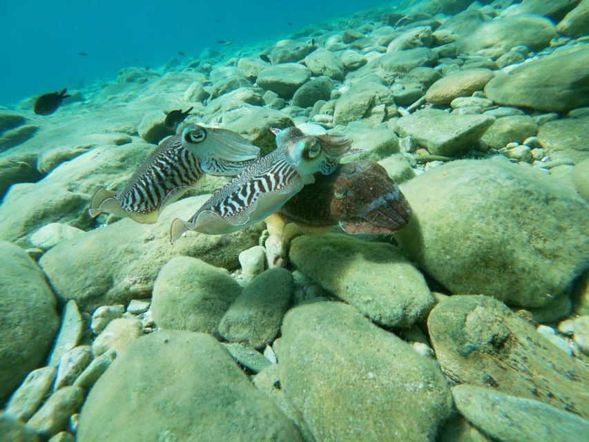 Heraklion: Beginner-Friendly Snorkeling Trip - The Beginner Course That Actually Helps You Breathe and Move