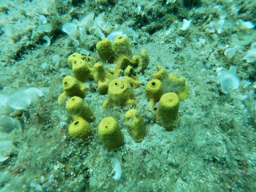 Heraklion: Beginner-Friendly Snorkeling Trip - What You’ll See in Agia Pelagia Bay (Fish, Rocks, and Sea Plants)