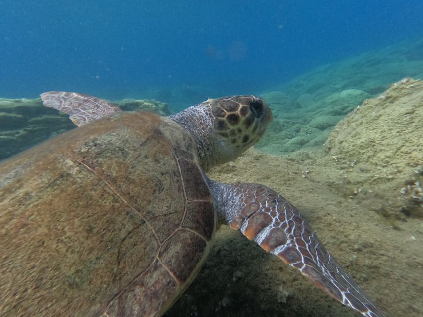 Heraklion: Beginner-Friendly Snorkeling Trip - Price and Value: What $53 Buys You in Crete