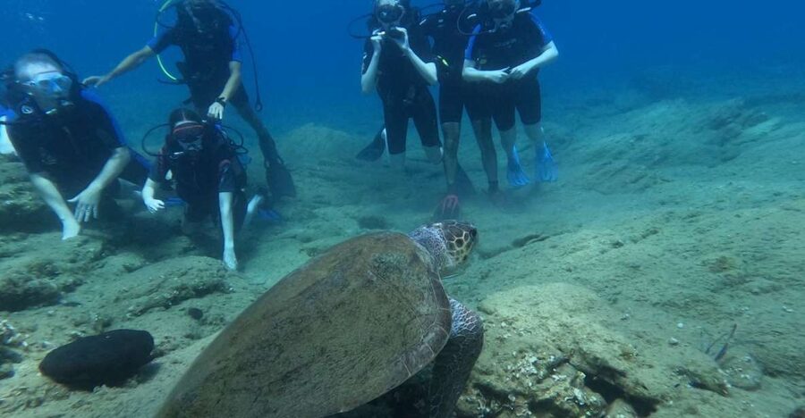Heraklion: Beginner's intro dive w/2 Dives with transfer. - The Day’s Flow, From Pickup to First Underwater Control