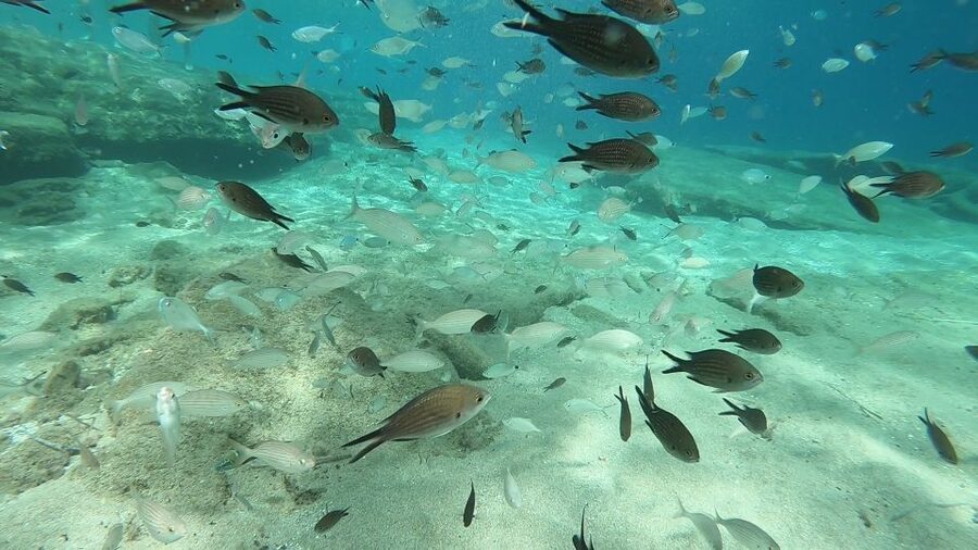 Heraklion: Beginner Scuba Diving Lesson with PADI Instructor - The “classroom” phase: how they turn fear into control