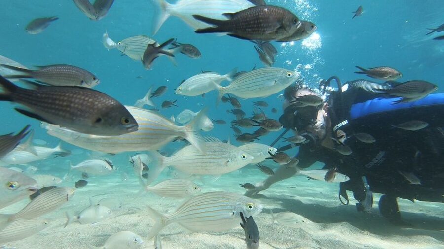 Heraklion: Beginner Scuba Diving Lesson with PADI Instructor - Learning to be autonomous underwater (not just carried around)