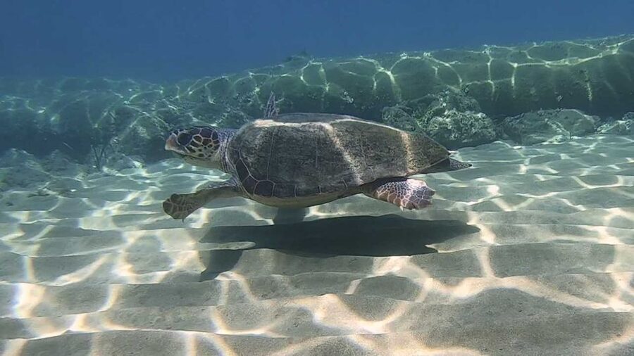 Heraklion: Beginner Scuba Diving Lesson with PADI Instructor - What you’ll likely see under the surface