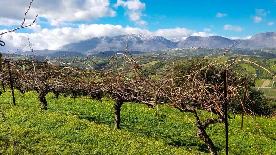 Heraklion: Cretan Wine Tasting Tour & Gourmet Lunch - Olive oil tasting and the traditional Cretan table