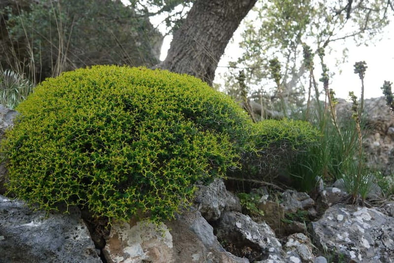 Heraklion Crete: Imbros Gorge Hike - Price and value: $52 plus a small entrance fee