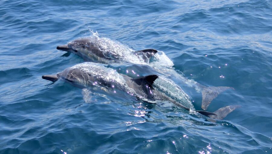 Heraklion: Dia Island Private Sailing Cruise with Full Meal - Dia Island anchor time: swimming and the full set of included water activities