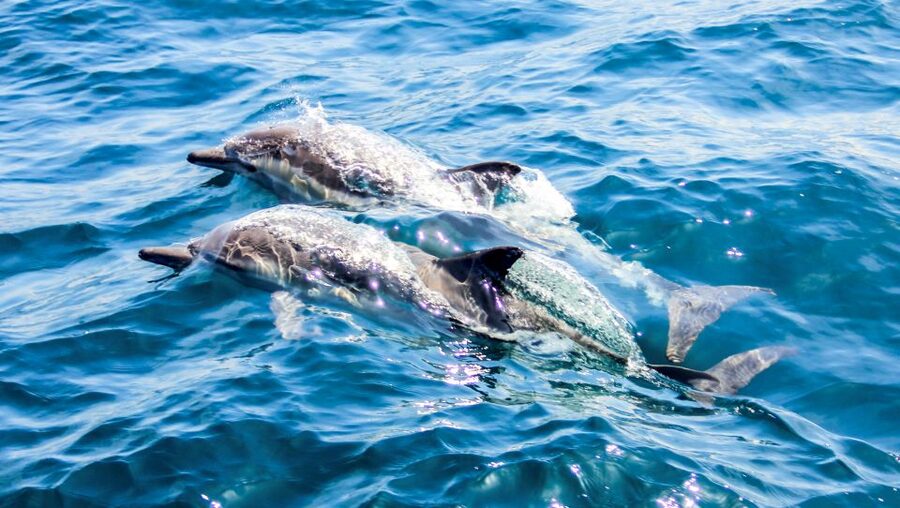 Heraklion: Dia Island Sailboat Cruise with Swimming and Meal - Dia Island time at anchor: swimming, snorkeling, and SUP