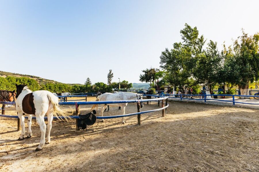 Heraklion: Finikia Horse Riding Tour with Lunch or Dinner - Why Finikia Horse Riding Feels Different from a Typical Tour