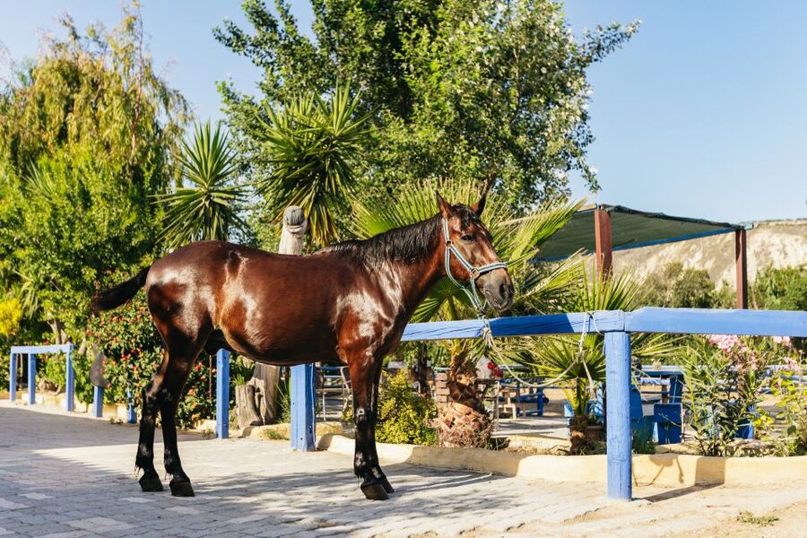 Heraklion: Finikia Horse Riding Tour with Lunch or Dinner - Cretan Lunch or Dinner in the Garden, Plus Homemade Wine
