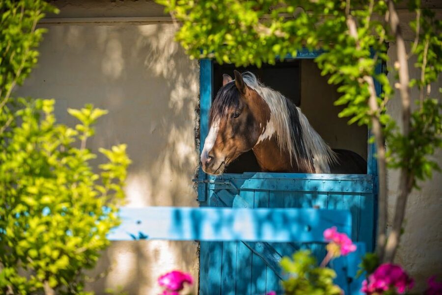 Heraklion: Horseriding Day Tour with Lunch and Transfer - Handy Tips to Make Your Day Smoother