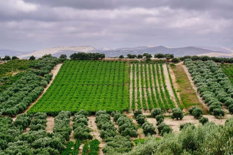 Heraklion: Private Food and Wine Tour with a local Sommelier - A Private SUV Wine Day Around Peza: What You’re Really Buying