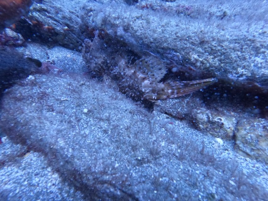 Heraklion: Scuba Diving Experience for Beginners _Beach - Gear, Group Size, and Why You Feel Watched (In a Good Way)