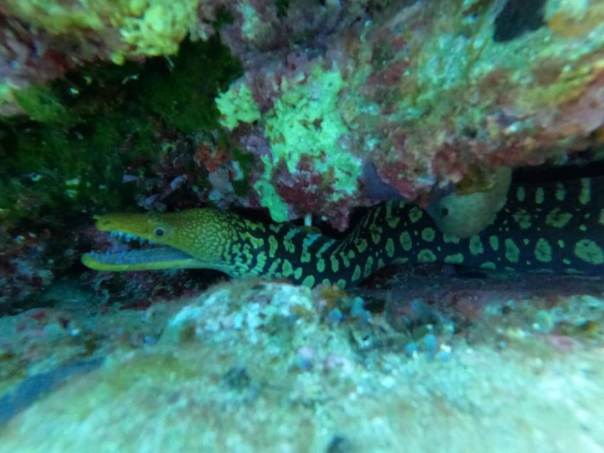 Heraklion: Scuba Diving Experience for Beginners _Beach - Timing, Pickup, and What Your Half Day Really Looks Like
