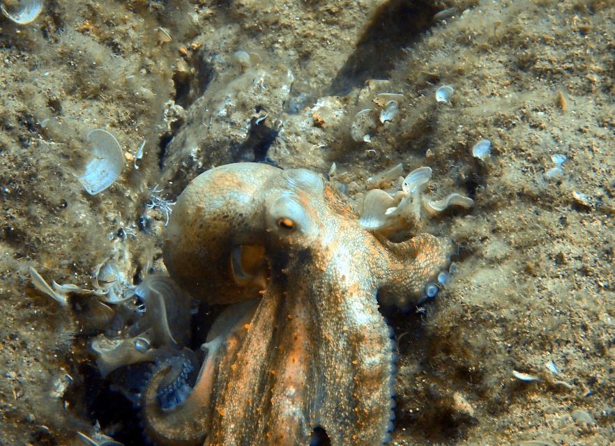 Heraklion: Scuba Diving Experience for First-Timers - Who this suits best, and who should skip it