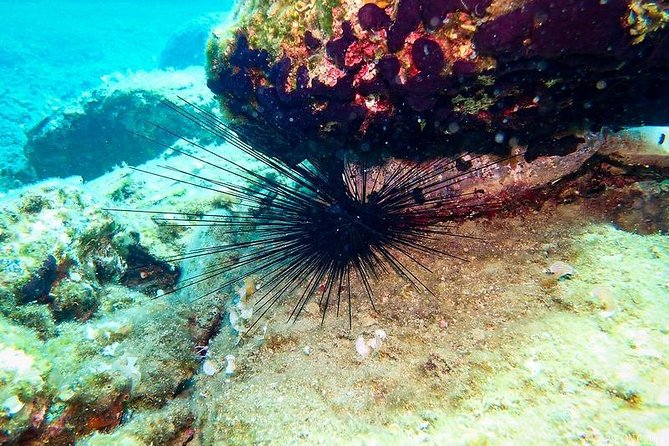 Heraklion: Scuba Diving Experience for First-Timers - Photos, snorkeling options, and making the most of the 1.5 hours at Ligaria