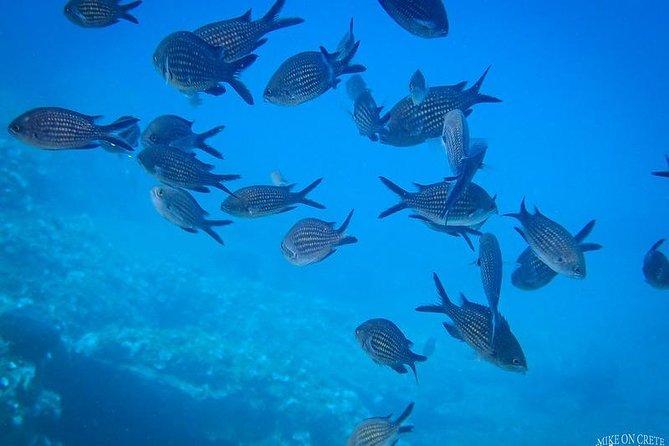 Heraklion: Scuba Diving Experience for First-Timers - Transfers, drop-offs, and why the 6-hour day can feel longer than you expect