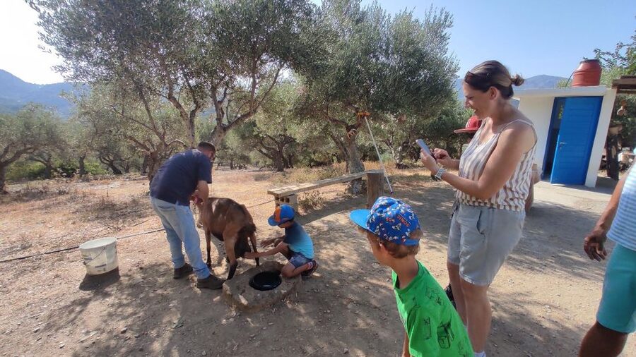 Heraklion: Self-Driving 4X4 Jeep Off-Road Tour with Lunch - Lasithi Plateau off-road drive, then the over-2000-year-old plane tree near Krasi
