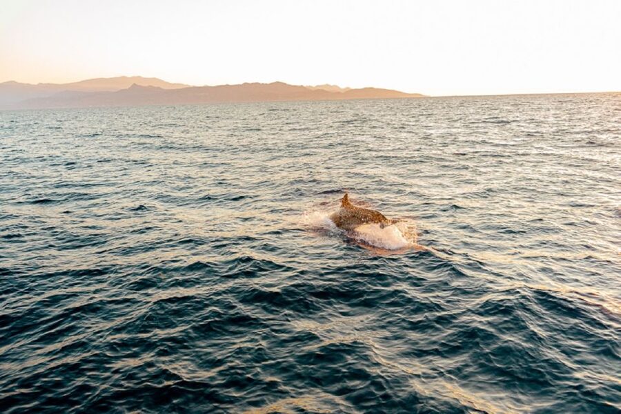Heraklion: Sunset Private Sailing Trip to Dia island - Price and what you really get for $730 per group up to 10