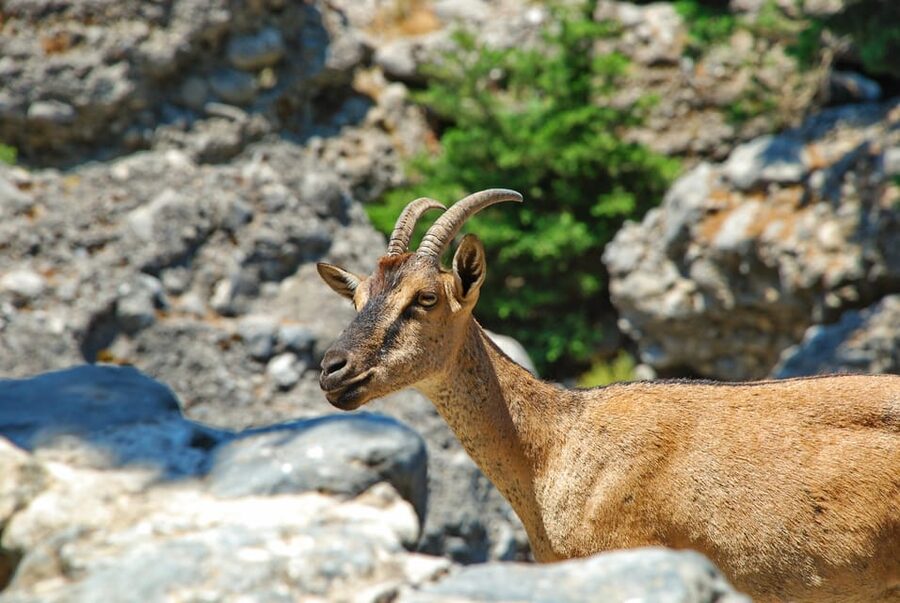 IMBROS GORGE hiking trip from CHANIA - Getting There by Coach: Pickup Points, Timing, and the Pace of the Day