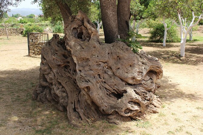 In Crete Discover the miracle of Olive Oil and Organic Fruits - Stop 4: Tsivaras and the Ancient Olive Tree You Can Touch