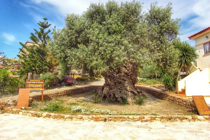 In Crete Discover the miracle of Olive Oil and Organic Fruits - Stop 6 and 7: Riverside Break and Malaxa Views Over Chania’s Valleys