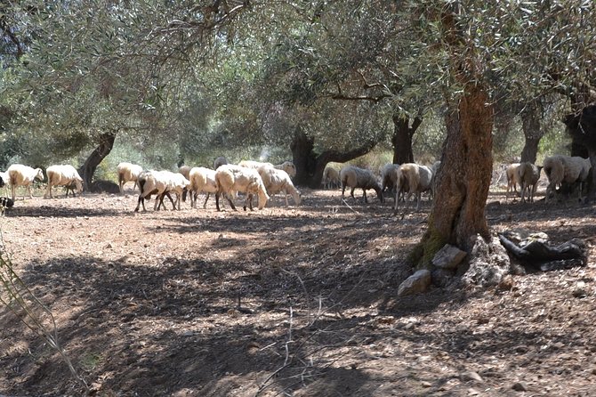 Jeep Safari 4x4 Crete real off road mountain tracks with Lunch from Hersonissos - Jeep Rules: When You Can Drive, And When You Should Just Ride