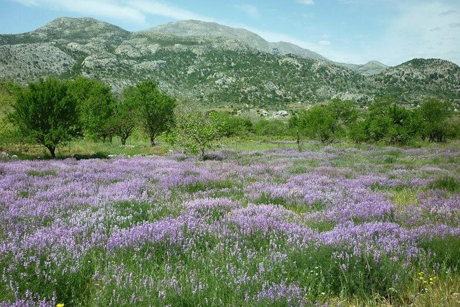 Katharo Route Tour from Agios Nikolaos - Katharo Route Tour from Agios Nikolaos: what kind of day is this?