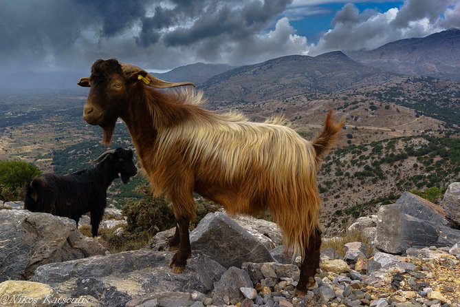 Katharo Route Tour from Agios Nikolaos - Aposelemis basin reservoir and the Roman aqueduct stretch