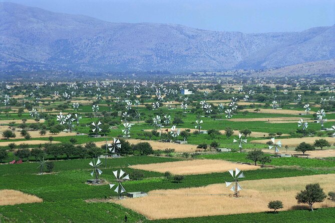 Knossos & lasithi plateau villages,Zeus's cave,&olive oil Mill - Stop 1: Omalia Olive Press, Where Cretan Farming Becomes a Lesson You Can Taste