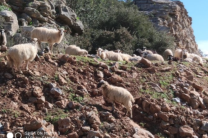 Lasithi –Plateau Traditional Vilages - Pacing, pickups, and why clear expectations help