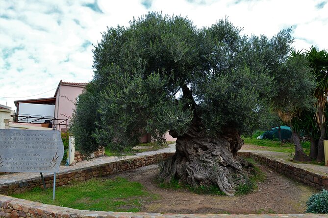Monastery - Ancient Olive tree & Museum-Cretan Brewery Private Tour from Chania - Key highlights you will actually care about