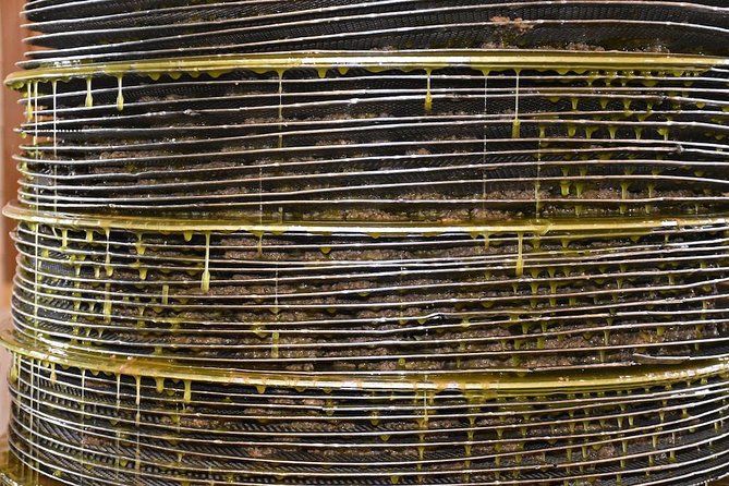 Olive Oil Tasting Tour - From olive trees to the mill floor: where the tour actually starts