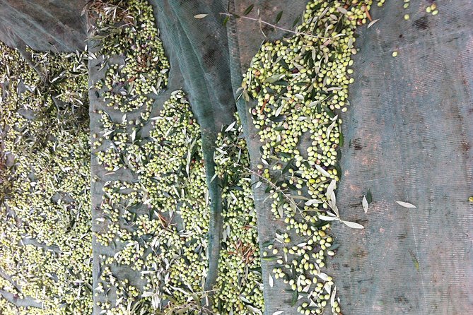 Olive Oil Tasting Tour - Stop-by-stop tastings: three EVOOs, plus flavored oils, sweet vinegar, and petimezi